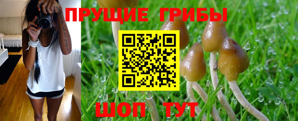 Галлюциногенные грибы Psilocybe  Верхняя Салда  купить  цена  Псилоцибиновые грибы Psilocybe 
